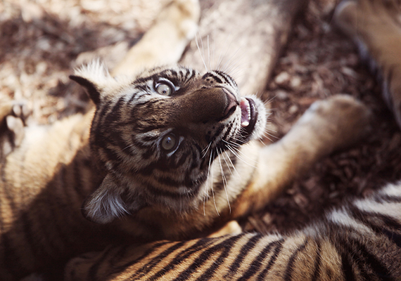 One of three cubs born at the Topeka Zoo