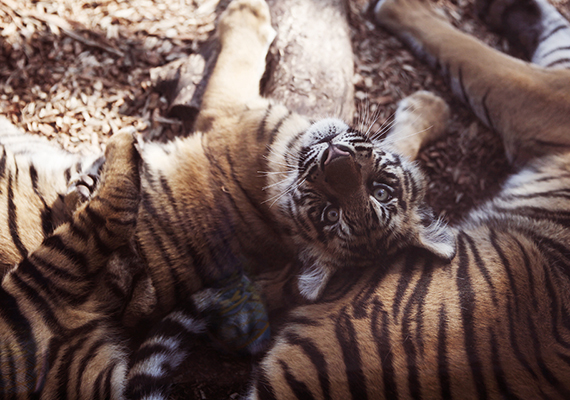 One of the three cubs born at the Topeka Zoo