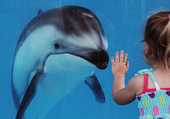 Bolt, a Pacific Whitesided Dolphin greets a small girl at the glass at SeaWorld San Antonio, Texas