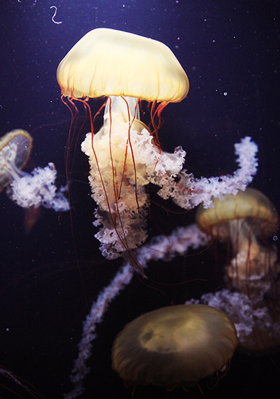 Japanese Sea Nettles at the Albuquerque Aquarium; Albuequerque, New Mexico