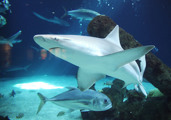 Sand Tiger Shark at the Albuequerque Aquarium; Albuquerque, New Mexico