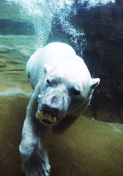 Polar bear at the Kansas City Zoo