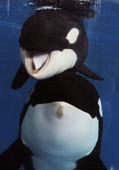 Kamea and Takara at the glass of the Shamu Stadium at SeaWorld San Antonio, Texas