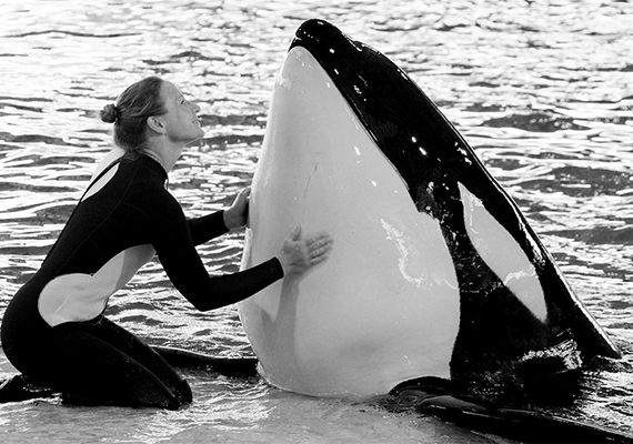 Keet and his trainer during the Believe show at SeaWorld San Antonio, Texas