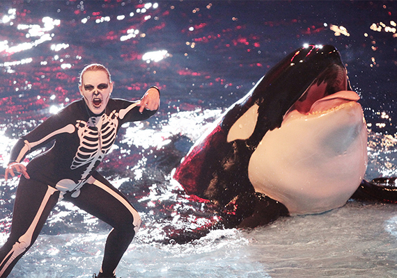 Tuar and his trainer during SeaWorld San Antonio, Texas's Halloween Shamu Show: Shamu's Rockin' Creep Show