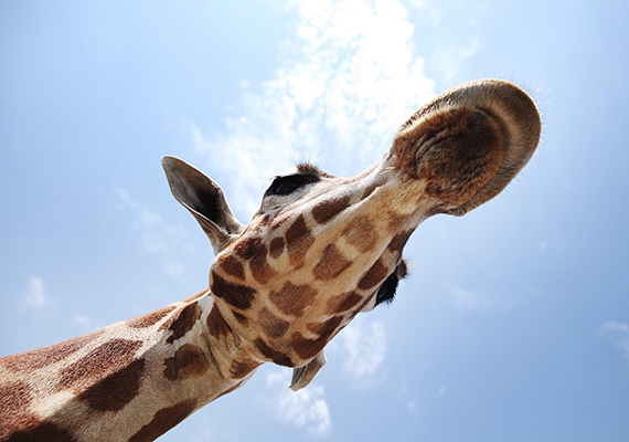 Vesta, a reticulated giraffe, at Tanganyika Wildlife Park in Goddard, Kansas