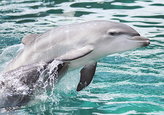 Nikki plays with newborn calf, Nala, at SeaWorld San Antonio, Texas