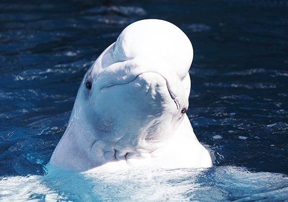 Martha, a beluga whale, at SeaWorld San Antonio, Texas