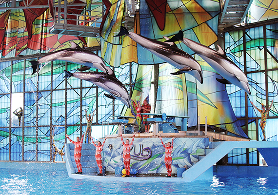 Pacific Whitesided Dolphins, Hailey, Bolt, Catalina and Dart performing at the Azul show at SeaWorld San Antonio, Texas