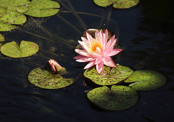 Botanic; Wichita, Kansas
