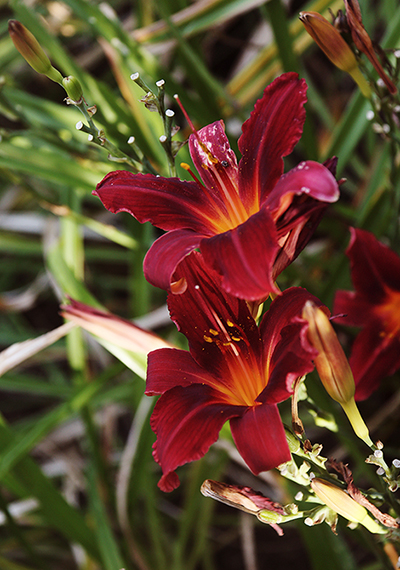 Botanica; Wichita, Kansas